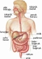 Boşaltım ve Sindirim Sistemi Boşaltım ve Sindirim Sistemi