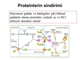 Proteinlerin Sindirimi Proteinlerin Sindirimi