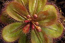 Bitkilerde Sindirim Nasıl Gerçekleşir? Bitkilerde Sindirim Nasıl Gerçekleşir?