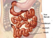 İnce Bağırsakta Sindirim