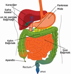 Sindirim Hastalıkları Belirtileri ve Tedavisi