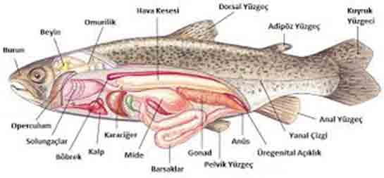 Balıklarda Sindirim Sistemi Nasıl Çalışır?