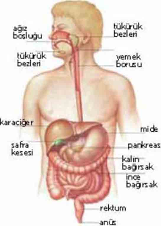 Boşaltım ve Sindirim Sistemi