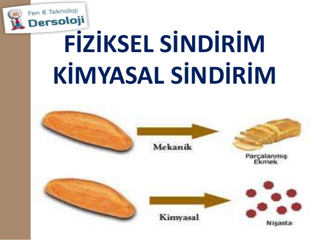 Fiziksel Sindirim Nasıl Gerçekleşir?