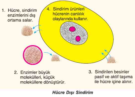Hücre Dışı Sindirim Özellikleri ve Faydaları Nelerdir?