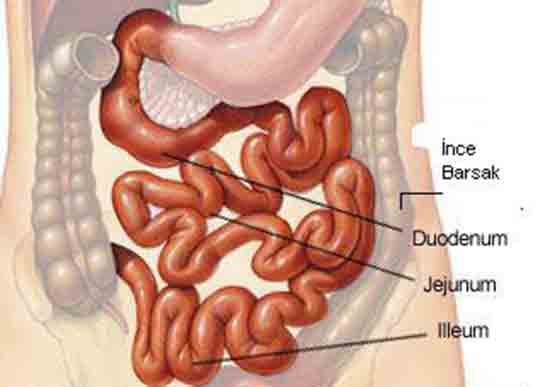 İnce Bağırsakta Sindirim