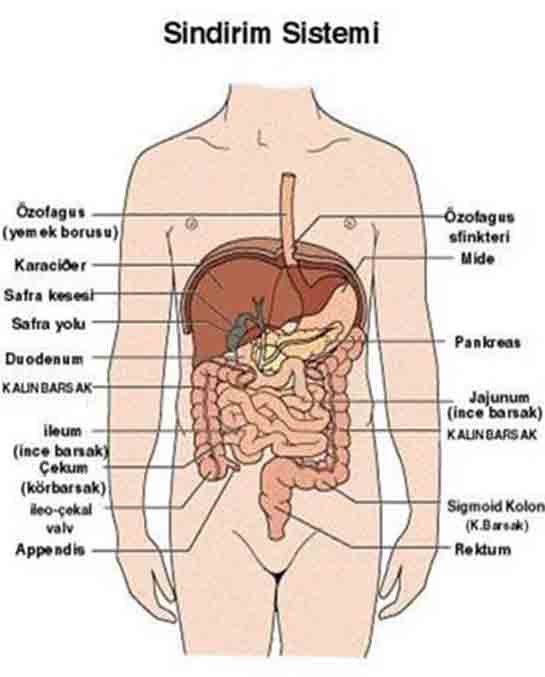 nsan Sindirim Sistemi