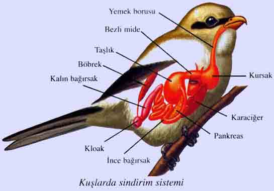 Kuşlarda Sindirim Türleri ve Özellikleri