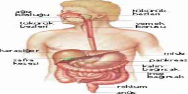 Boaltm ve Sindirim Sistemi