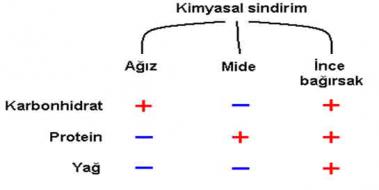 Fiziksel ve Kimyasal Sindirim