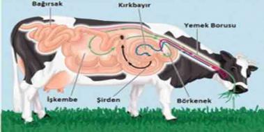 neklerde Sindirim Sistemi