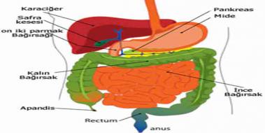 Sindirim Hastalklar