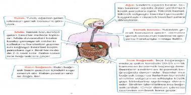 Sindirim Sistemi Grevleri