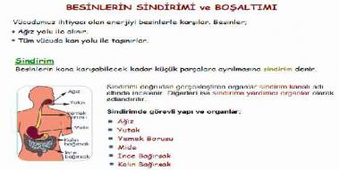 Sindirim Ve Boaltm Sistemi