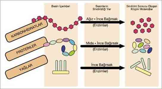 Nişastanın Sindirimi Nasıl Gerçekleşir?
