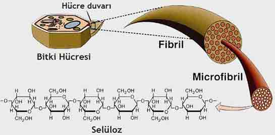 Selüloz Sindirimi Özellikleri ve Faydaları Nelerdir?