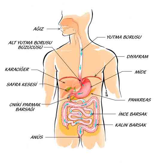 Sindirim Sistemi