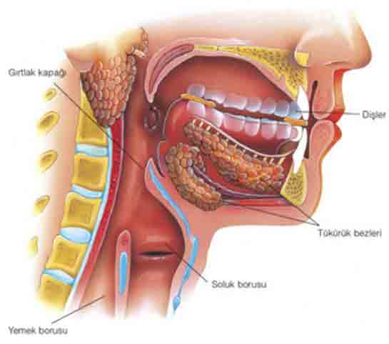 Sindirim Sistemi Ağız Türleri ve Özellikleri