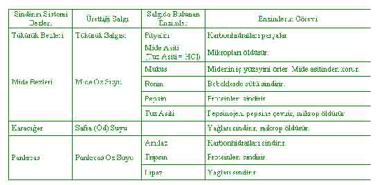 Sindirim Sistemi Enzimleri