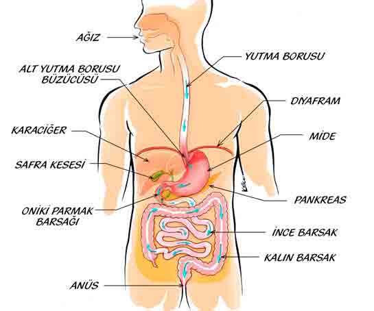 Sindirim Sistemi Organları Nelerdir?
