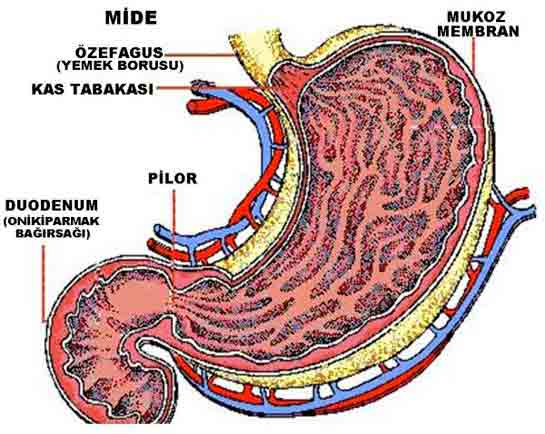 Sindirim Sistemi Rahatsızlıkları Belirtileri ve Tedavisi
