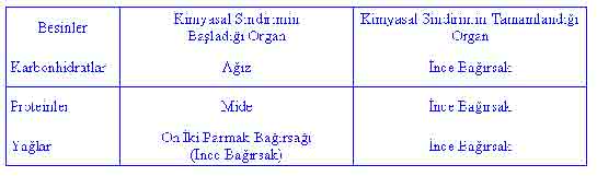 Sindirim Sistemi Sağlığı