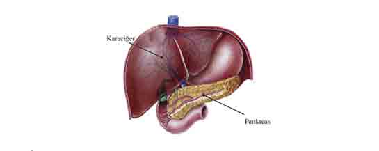 Sindirim Sistemine Yardmc Organlar