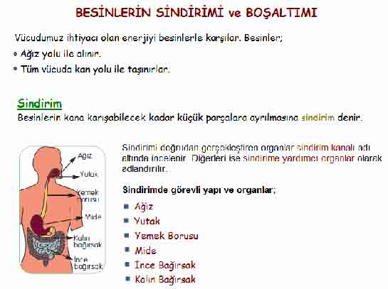 Sindirim ve Boşaltım Sistemi