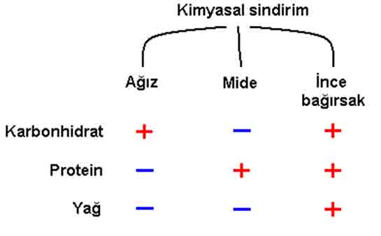 Yağların Kimyasal Sindirimi